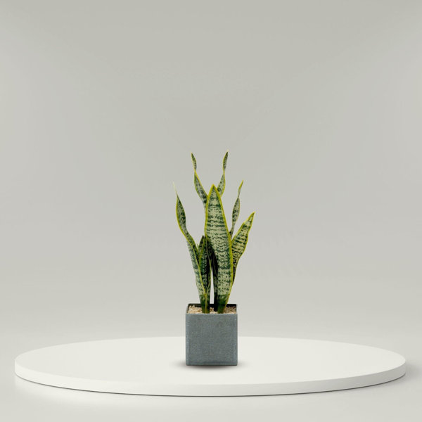 Primrue Faux Snake Plant Wayfair